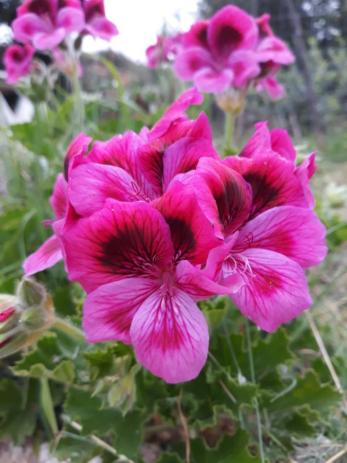 Penelope's Gjestgiverier *